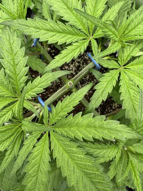 Sherbet Season 🌈. Week 4