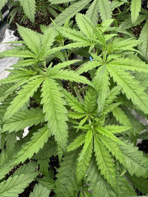 Sherbet Season 🌈. Week 4