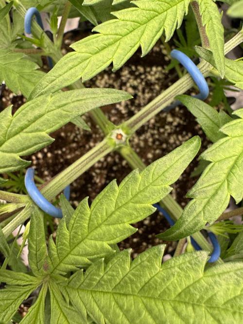 Sherbet Season 🌈. Week 4