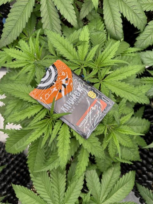 Sherbet Season 🌈. Week 4