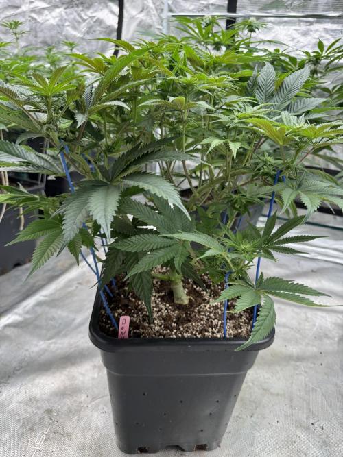 Doughnut Time 🍩. Week 9