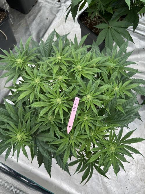 Doughnut Time 🍩. Week 9