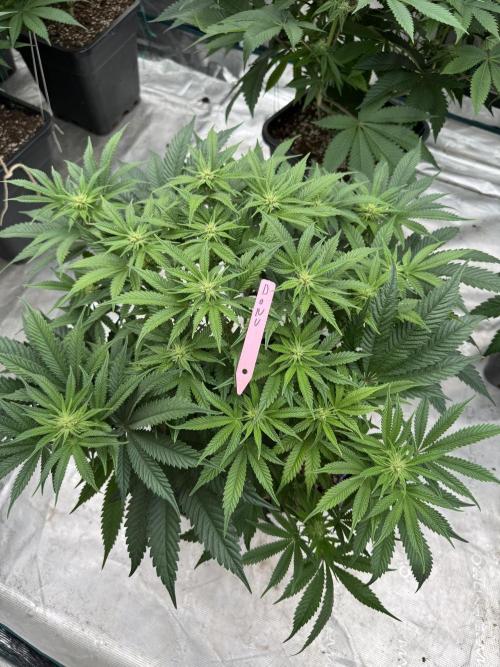 Doughnut Time 🍩. Week 9