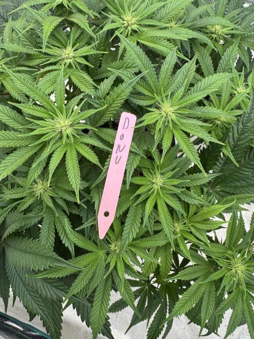 Doughnut Time 🍩. Week 9