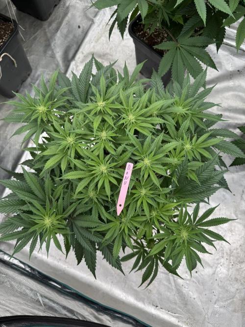 Doughnut Time 🍩. Week 9