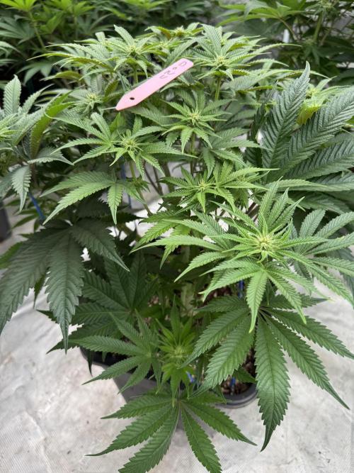 Doughnut Time 🍩. Week 9