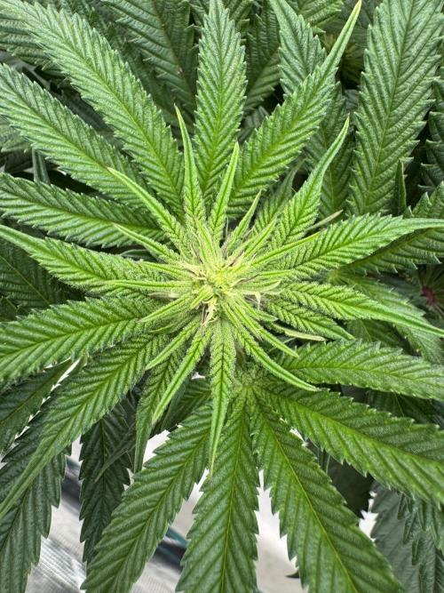 Doughnut Time 🍩. Week 9