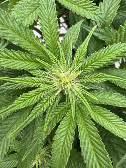 Doughnut Time 🍩. Week 9