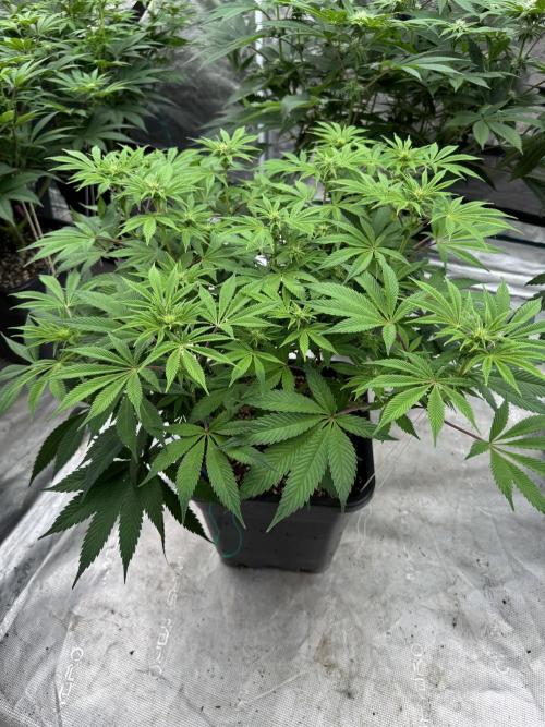 Golden sands 🏜️. Week 9