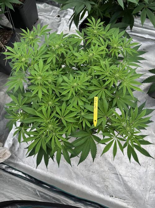 Golden sands 🏜️. Week 9