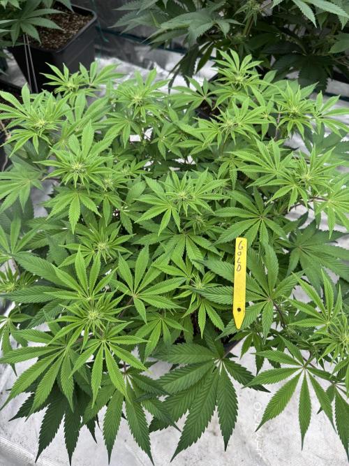 Golden sands 🏜️. Week 9