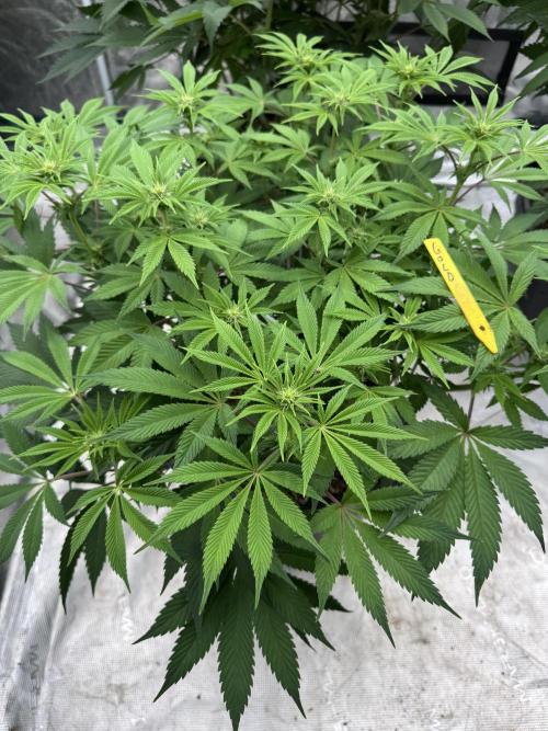 Golden sands 🏜️. Week 9