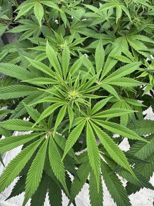 Golden sands 🏜️. Week 9