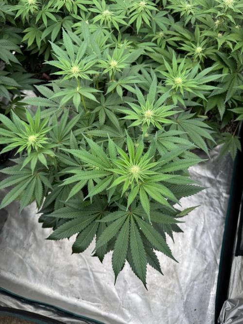 Da Valiotoro 🍦. Week 9