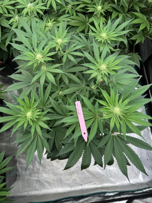 Da Valiotoro 🍦. Week 9