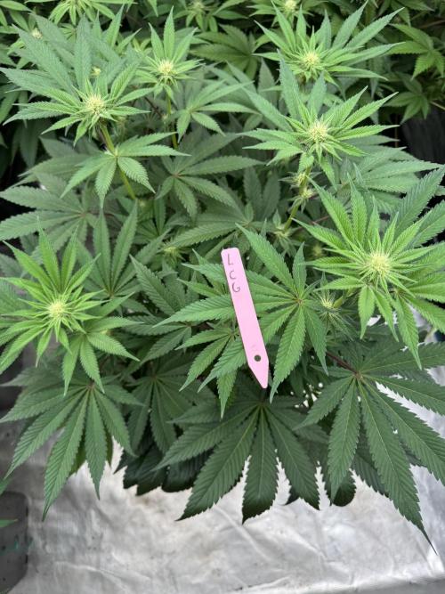 Da Valiotoro 🍦. Week 9