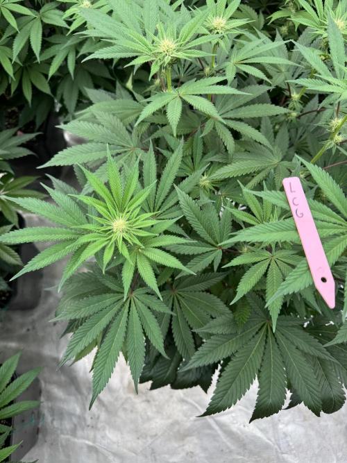 Da Valiotoro 🍦. Week 9