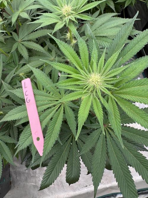 Da Valiotoro 🍦. Week 9