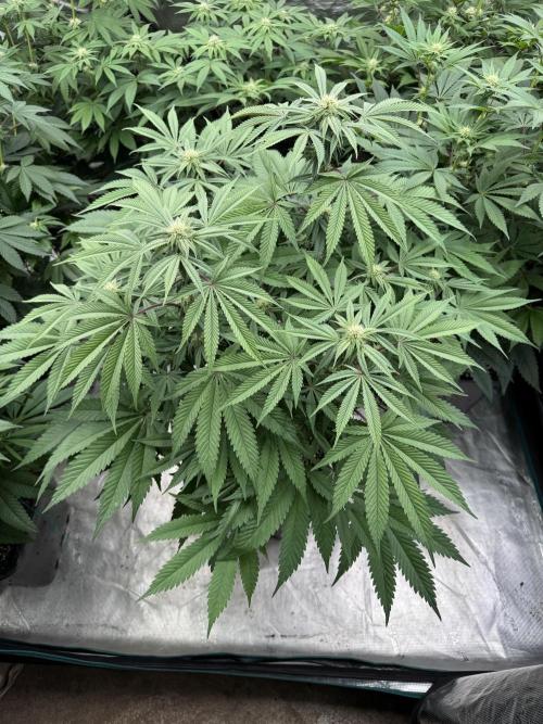 Lemon Tree x Banana Krumble. Week 9