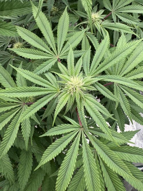 Lemon Tree x Banana Krumble. Week 9