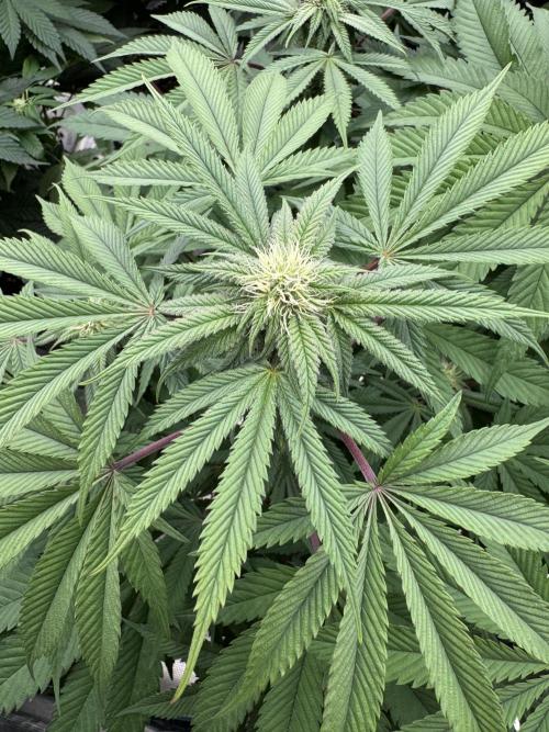 Lemon Tree x Banana Krumble. Week 9