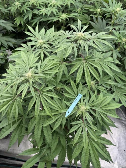 Lemon Tree x Banana Krumble. Week 9