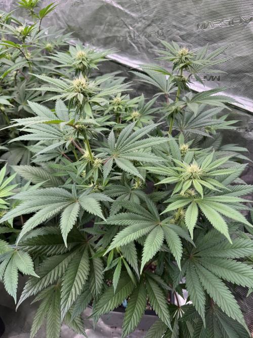 Tropical duo 🏝️. Week 9