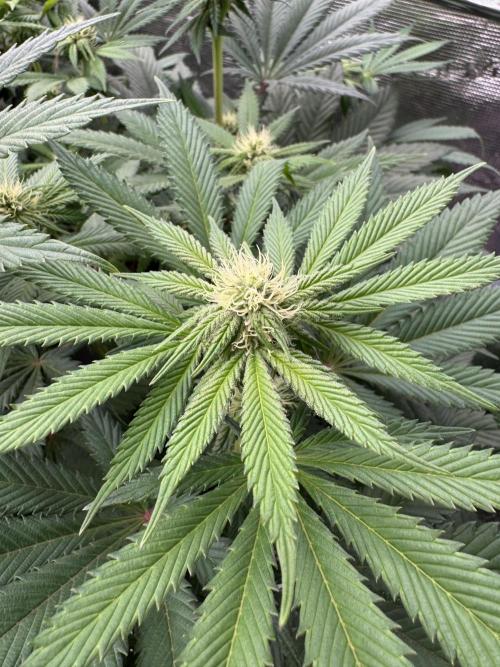 Tropical duo 🏝️. Week 9