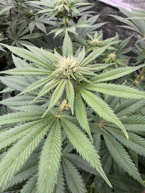 Tropical duo 🏝️. Week 9