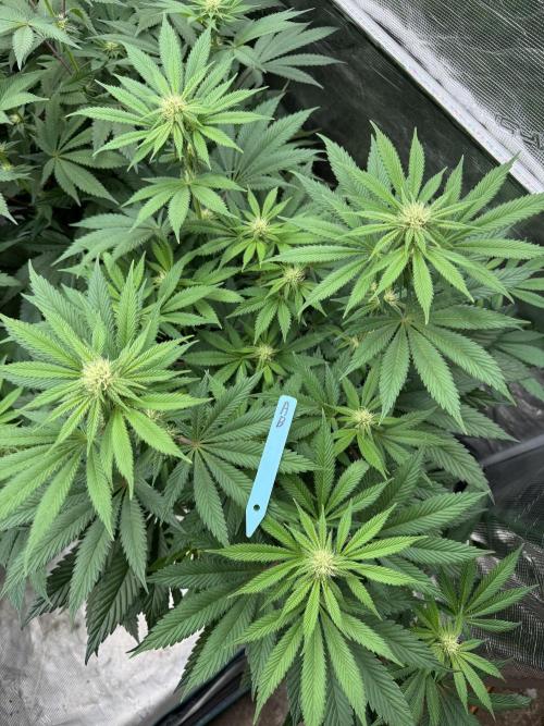 Tropical duo 🏝️. Week 9