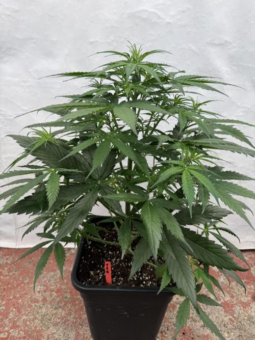 Orange Zest 🍊🍸. Week 5