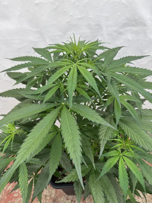 Orange Zest 🍊🍸. Week 5