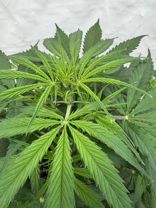 Orange Zest 🍊🍸. Week 5