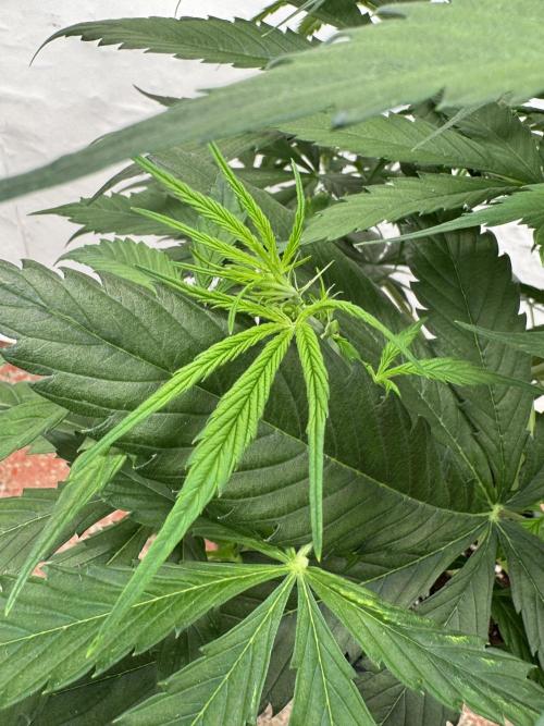 Orange Zest 🍊🍸. Week 5