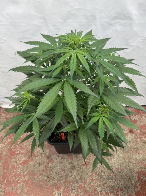 Orange Zest 🍊🍸. Week 5