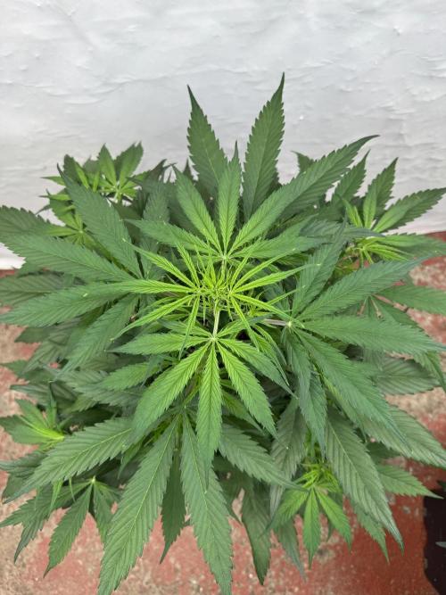 Orange Zest 🍊🍸. Week 5