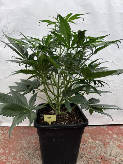 Guava 🍐🍓. Week 5