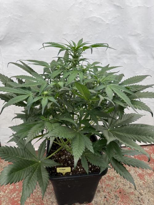 Guava 🍐🍓. Week 5