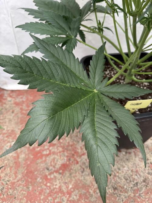 Guava 🍐🍓. Week 5