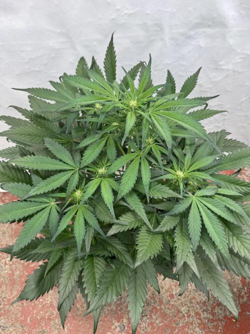 Guava 🍐🍓. Week 5