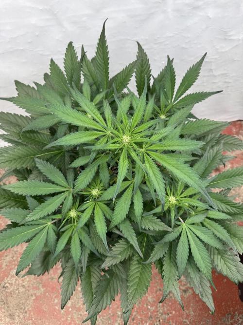 Guava 🍐🍓. Week 5