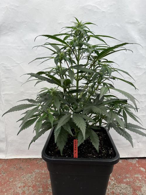 Sweet Crust 🥧. Week 5