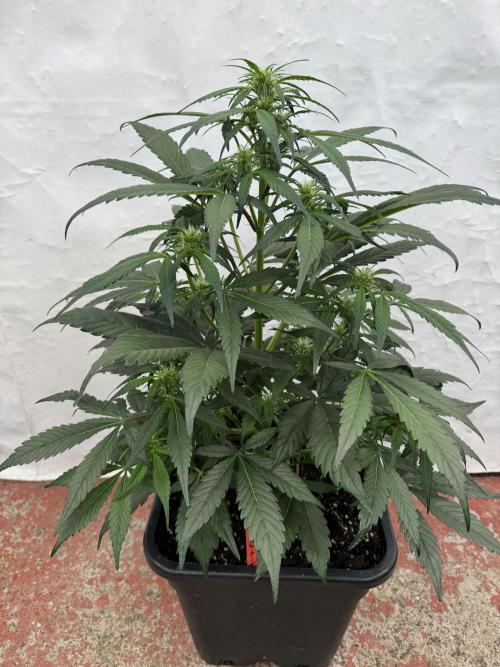 Sweet Crust 🥧. Week 5