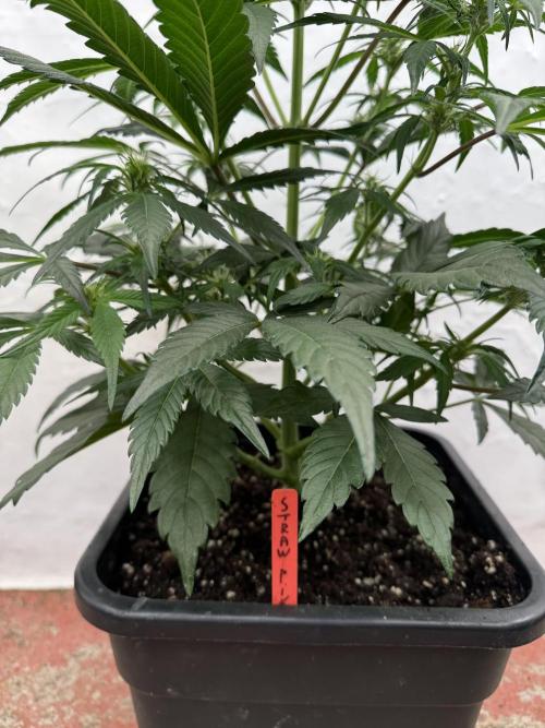 Sweet Crust 🥧. Week 5