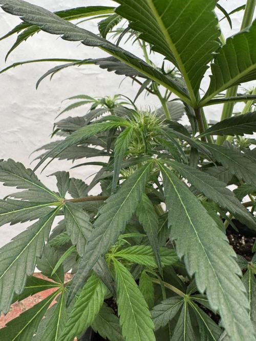 Sweet Crust 🥧. Week 5