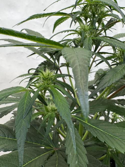 Sweet Crust 🥧. Week 5