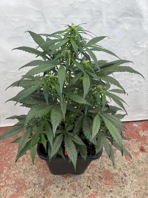 Sweet Crust 🥧. Week 5