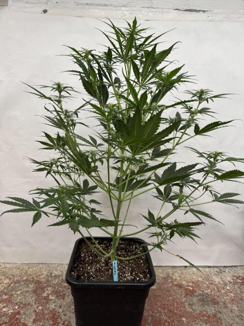 Purple Haze 😈. Week 5