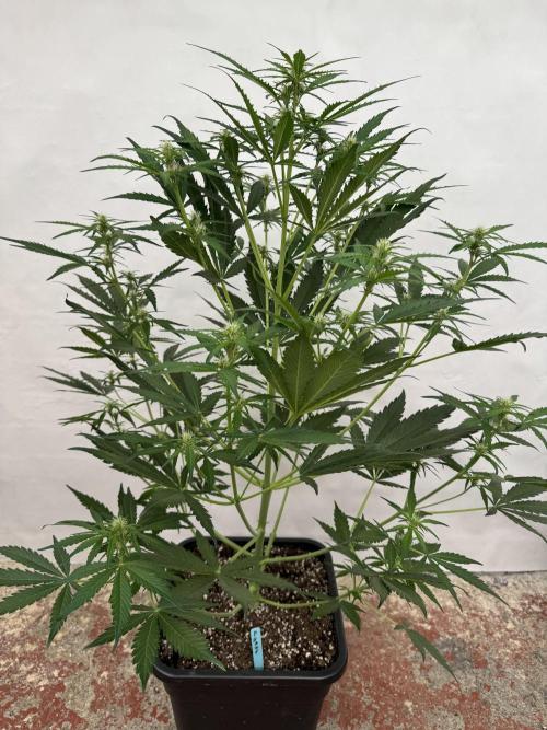 Purple Haze 😈. Week 5