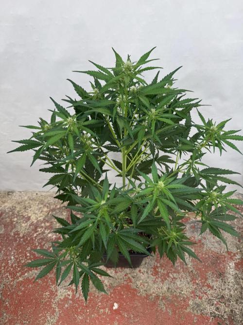 Purple Haze 😈. Week 5